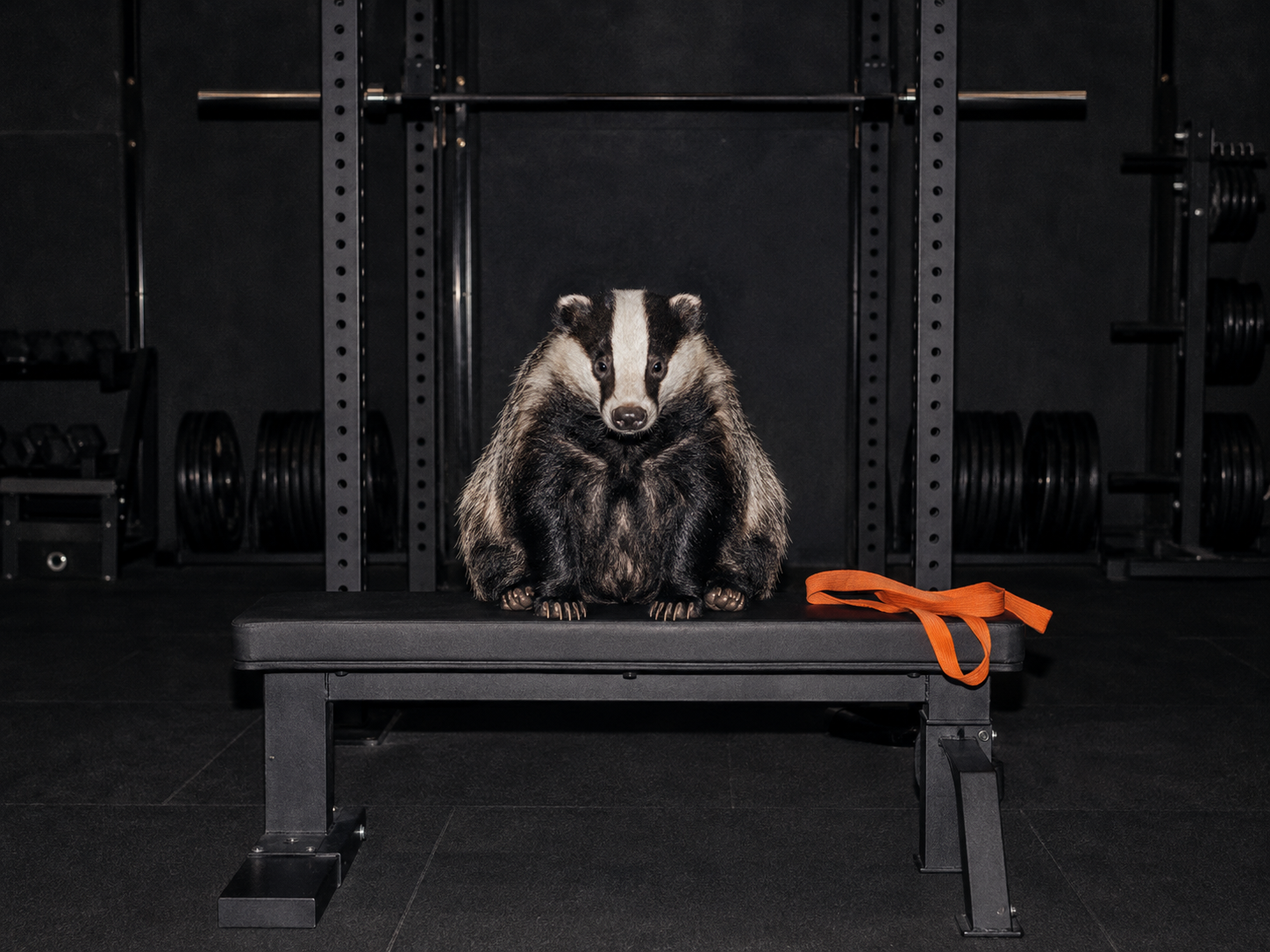 Badger seated in a strength gym